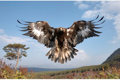 Golden eagle sub-adult female in flight, Cairngorms National Park, Scotland (c). 